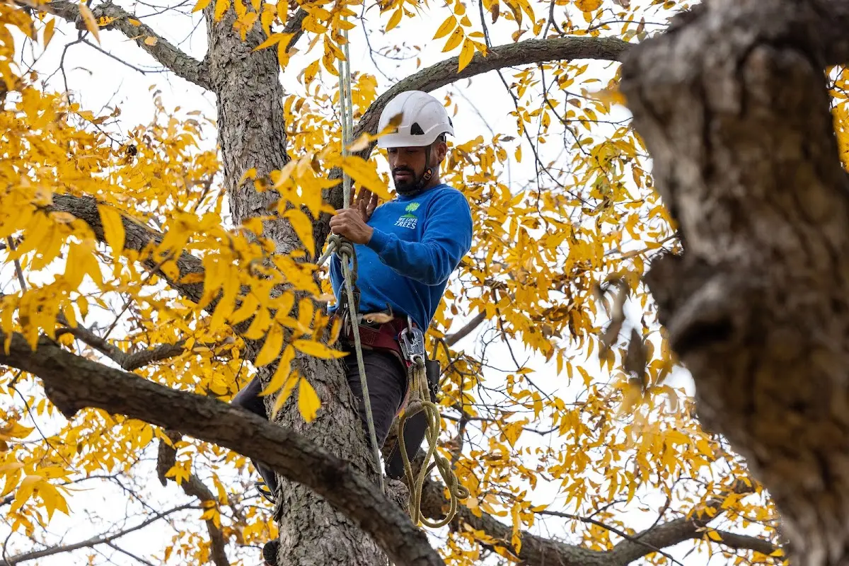 Skilled Storm Damage Cleanup crew working in Ocean View